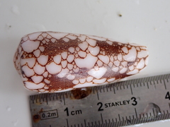 Conus omaria