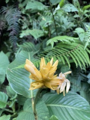 Goeppertia marantifolia