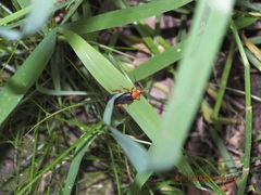 Neopyrochroa flabellata