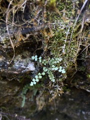 Asplenium viride image