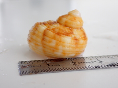 Turbinelloidea