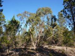 Eucalyptus viminalis siliceana