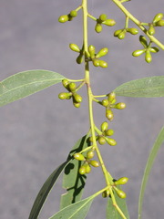 Eucalyptus viminalis siliceana