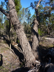 Eucalyptus viminalis siliceana