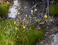 Erythranthe howaldiae