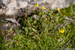 Erythranthe howaldiae