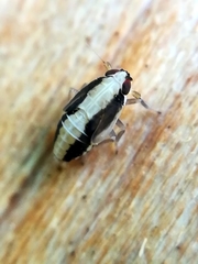 Muellerianella fairmairei