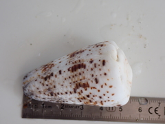 Conus imperialis