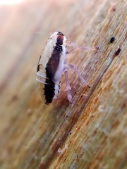 Muellerianella fairmairei