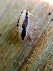 Muellerianella fairmairei