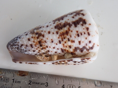 Conus imperialis