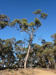 Eucalyptus aromaphloia