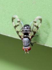 Herina gyrans