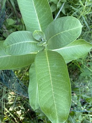 Asclepias syriaca