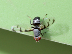 Herina gyrans