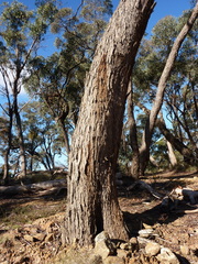 Eucalyptus aromaphloia