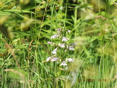 Penstemon calycosus