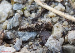 Pseudexentera maracana