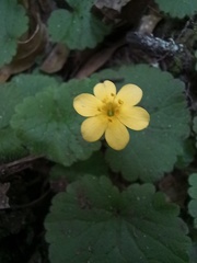 Sibthorpia peregrina