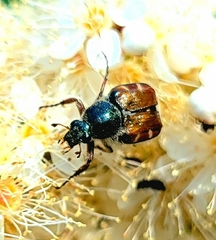 Trichiotinus piger