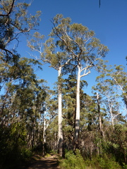 Eucalyptus globulus maidenii