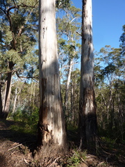 Eucalyptus globulus maidenii
