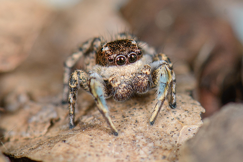 Habronattus cognatus