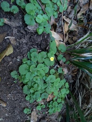 Sibthorpia peregrina