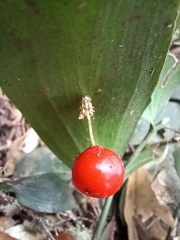 Ruscus streptophyllus