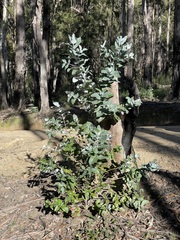 Eucalyptus globulus maidenii