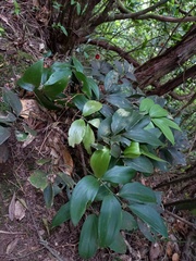 Ruscus streptophyllus