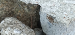 Camptocosa parallela
