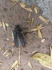 Aplagiognathus spinosus