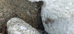 Camptocosa parallela
