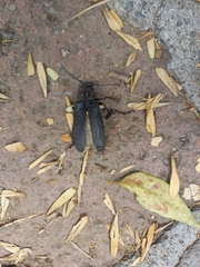 Aplagiognathus spinosus