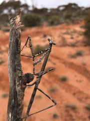 Archimantis quinquelobata