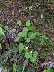 Sibthorpia peregrina