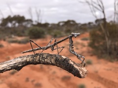 Archimantis quinquelobata