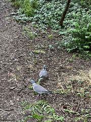 Columba palumbus