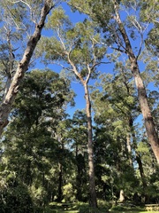 Eucalyptus botryoides