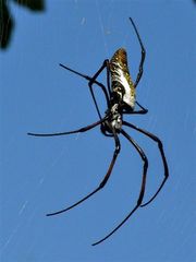 Trichonephila inaurata madagascariensis