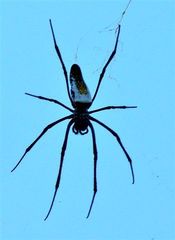 Trichonephila inaurata madagascariensis