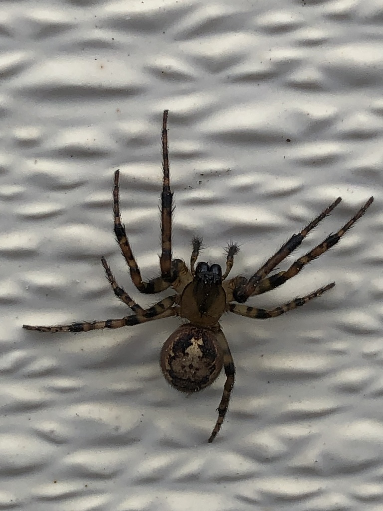 Pacific Sector Orbweaver