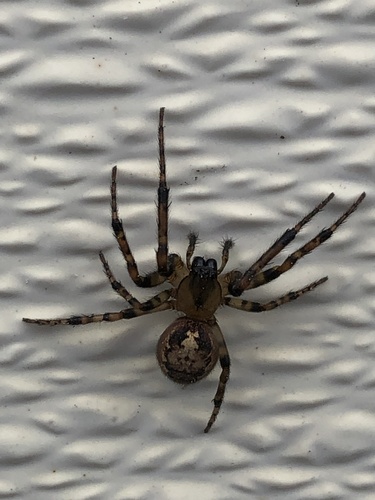 Pacific Sector Orbweaver