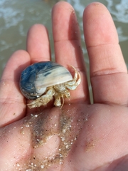 Isocheles wurdemanni