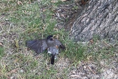 Turdus migratorius migratorius