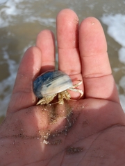 Isocheles wurdemanni