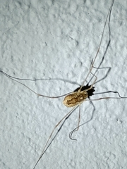 Rilaena triangularis