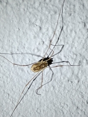 Rilaena triangularis