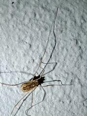 Rilaena triangularis